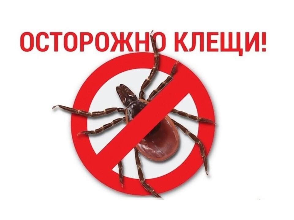 282 саровчанина пострадали от клещей с апреля